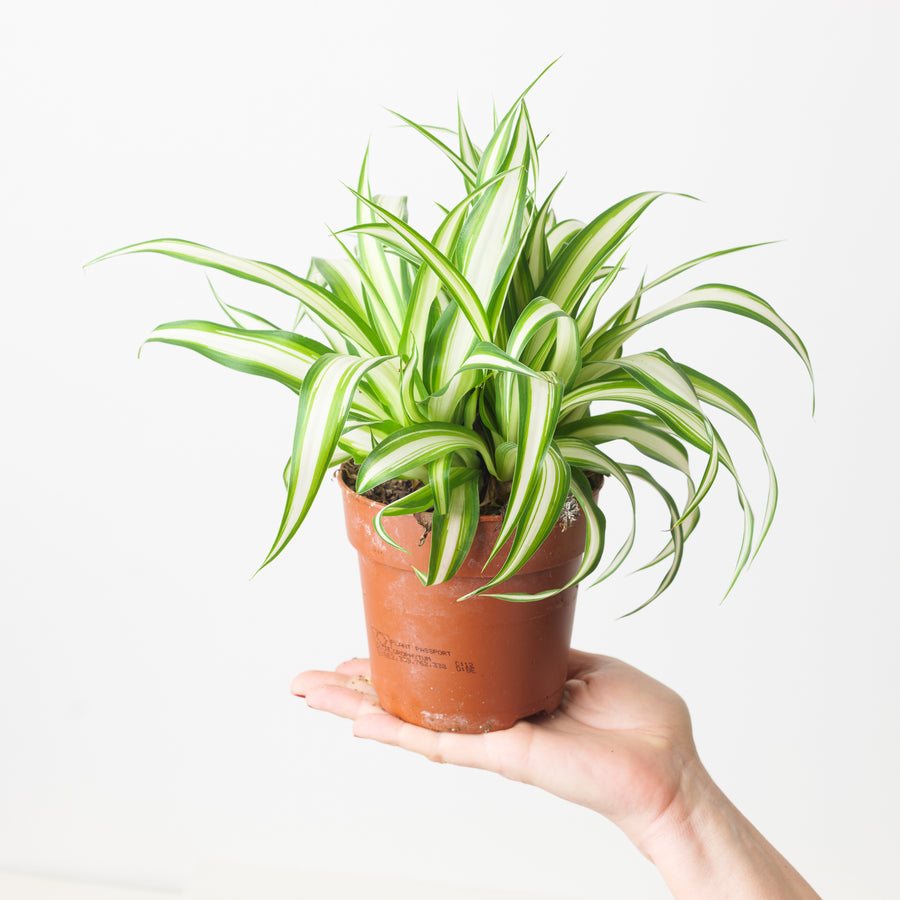 Chlorophytum comosum 'Vittatum' | Spider Plant - GROW TROPICALS