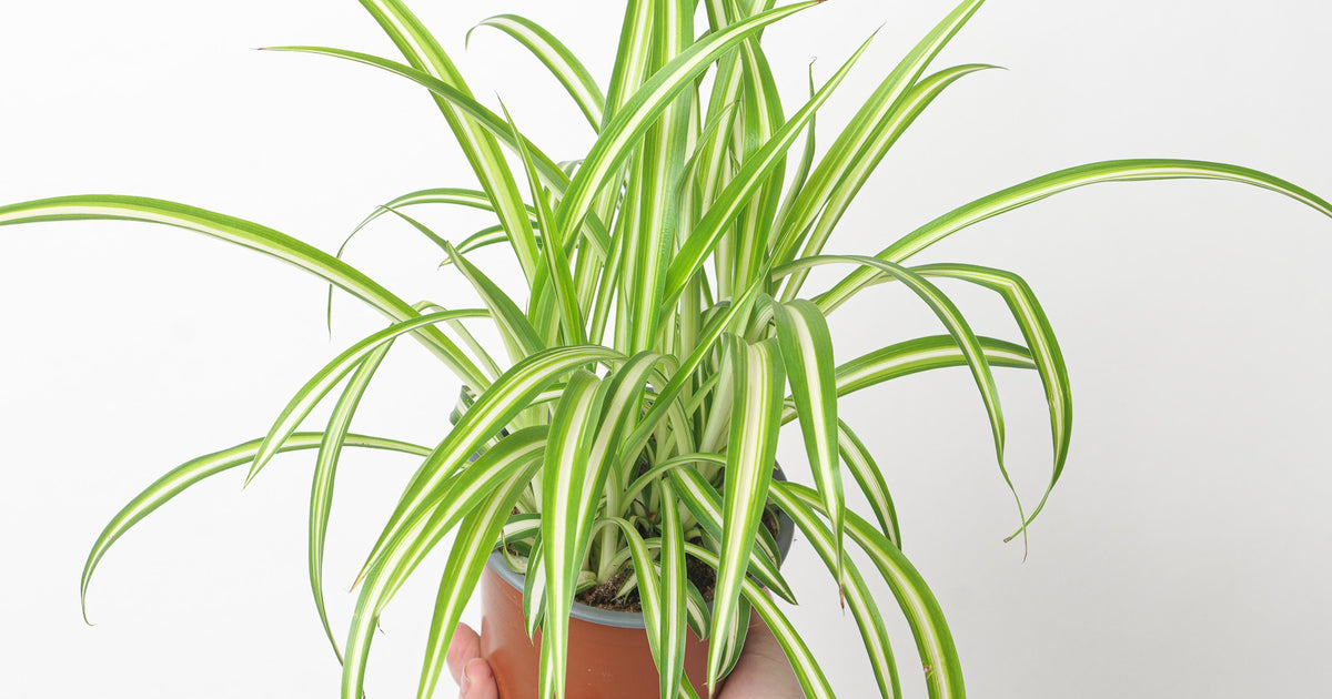 spider plant. chlorophytum comosum 'vittatum' Chlorophytum comosum 'Vittatum' | Plants