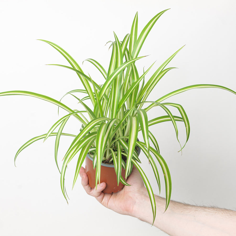 Chlorophytum comosum 'Vittatum' | Spider Plant Plants GrowTropicals