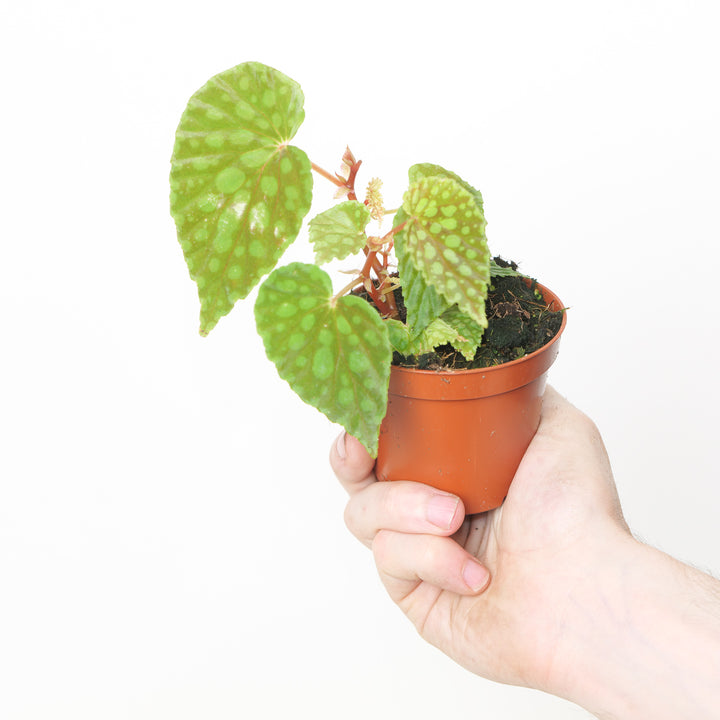 Begonia chlorosticta | Begonia U038