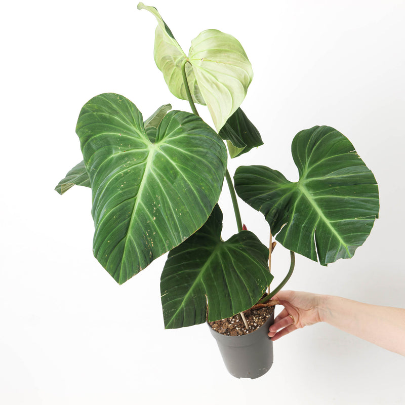 Imperfect Philodendron rubrijuvenile ('El Choco Red') Plants GrowTropicals