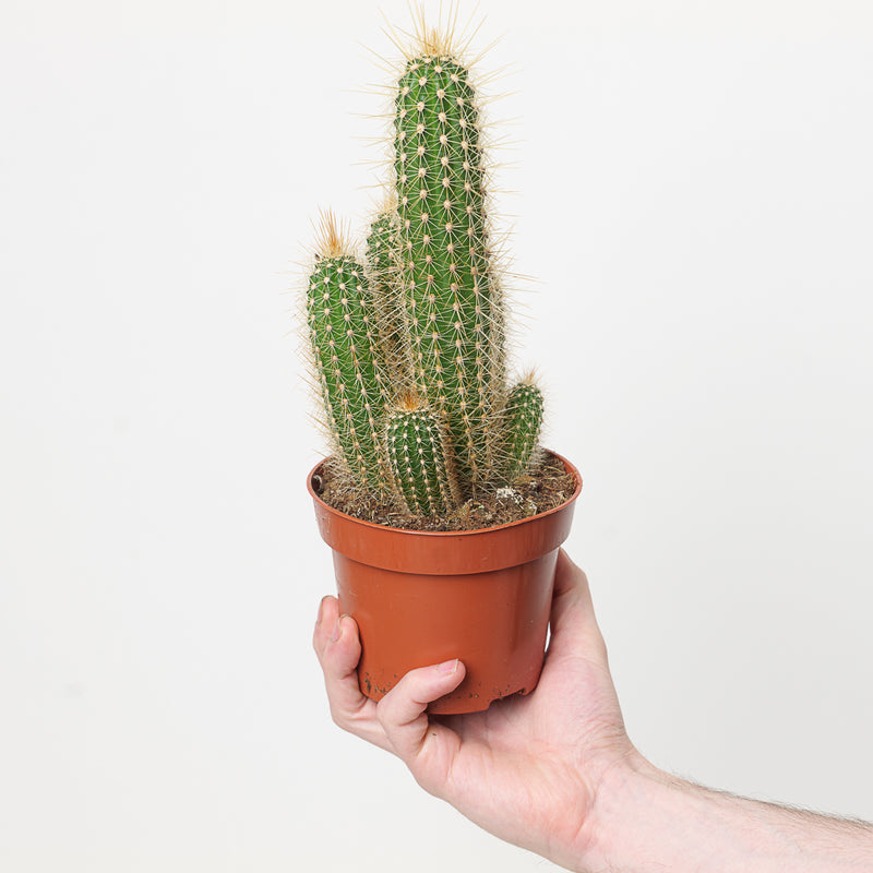 Pilosocereus chrysostele 12cm Plants GrowTropicals