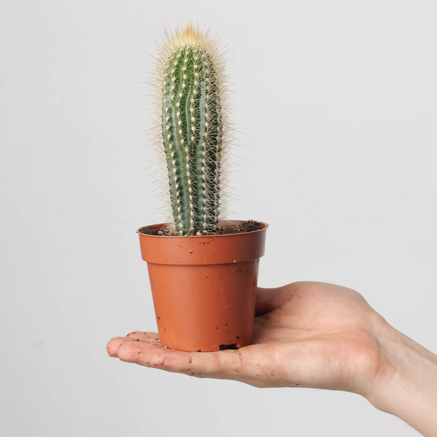 Pilosocereus chrysostele - GROW TROPICALS