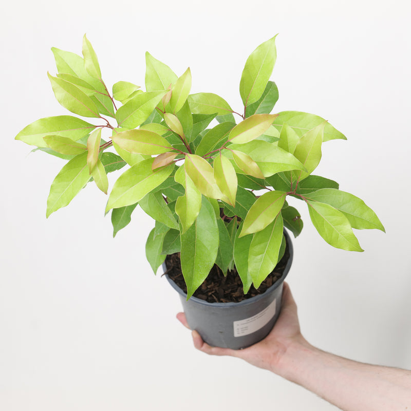 Cinnamomum camphora Plants - Outdoor GROW TROPICALS
