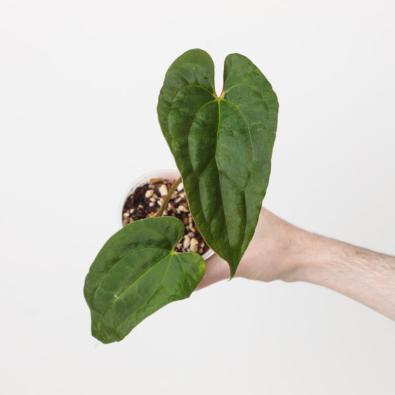 Anthurium papillilaminum 'Ree Gardens' x Circus Peanuts Plants GrowTropicals