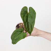 Anthurium papillilaminum 'Ree Gardens' x Circus Peanuts