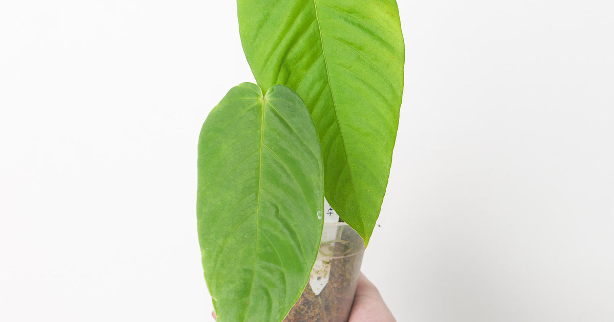 anthurium cirinoi velvet care Anthurium cirinoi 'Velvet' | Plants