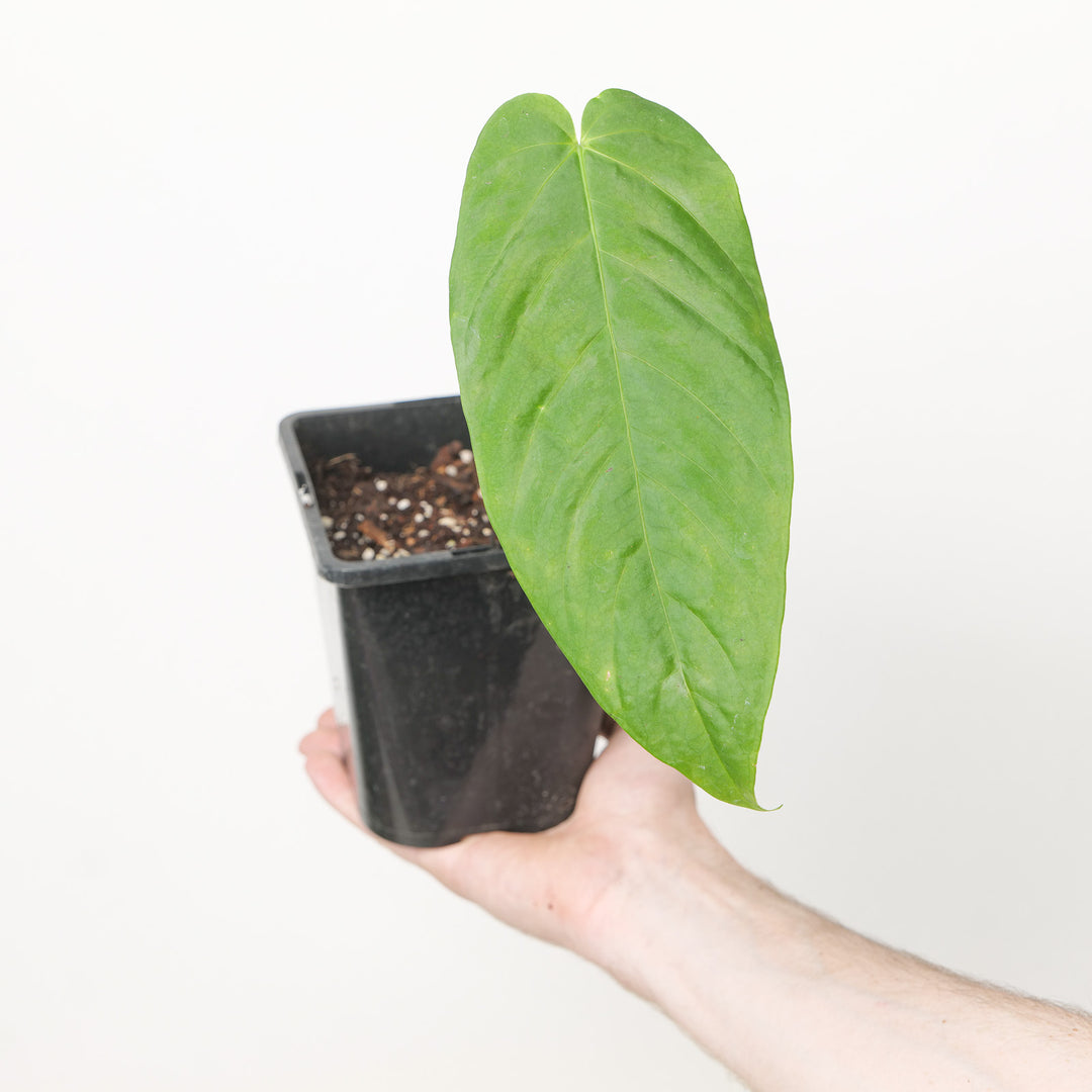 Anthurium cirinoi 'Velvet' 12cm Plants GrowTropicals