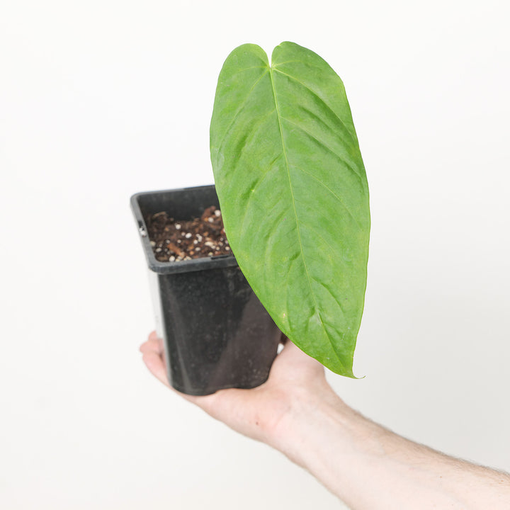 Anthurium cirinoi 'Velvet' 12cm Plants GrowTropicals