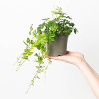 Cissus striata