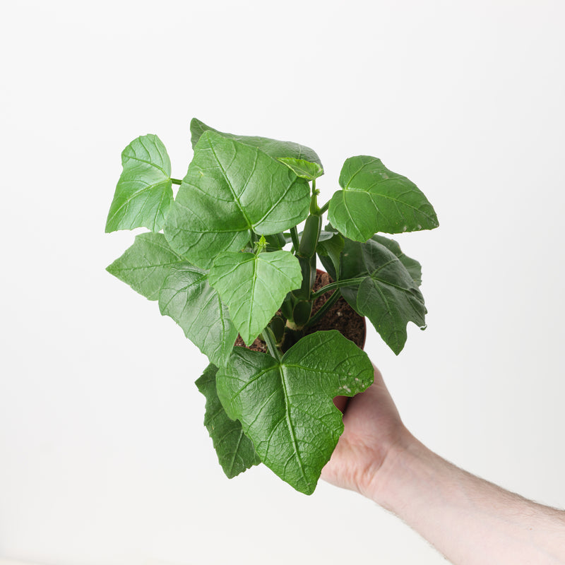 Cissus quadrangularis — 12cm