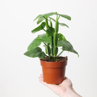 Cissus quadrangularis