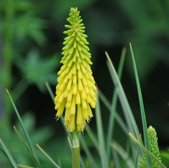 Kniphofia citrina
