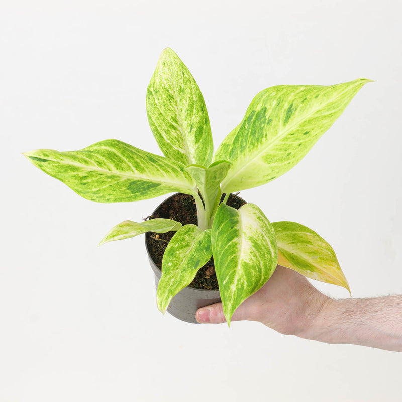 Aglaonema 'Citronelle' Plants GrowTropicals