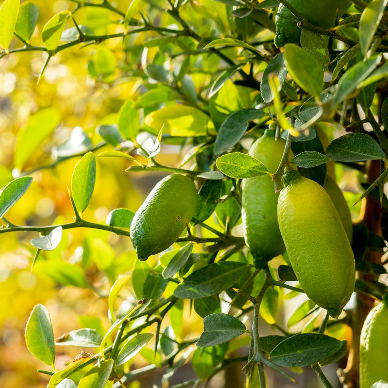 Citrus australasica — 12cm