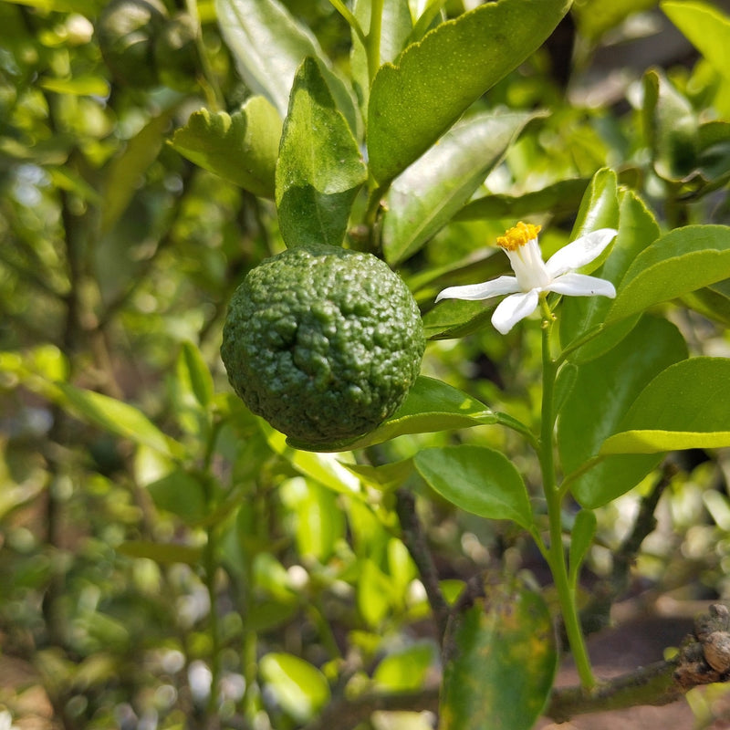 Citrus hystrix Plants GrowTropicals