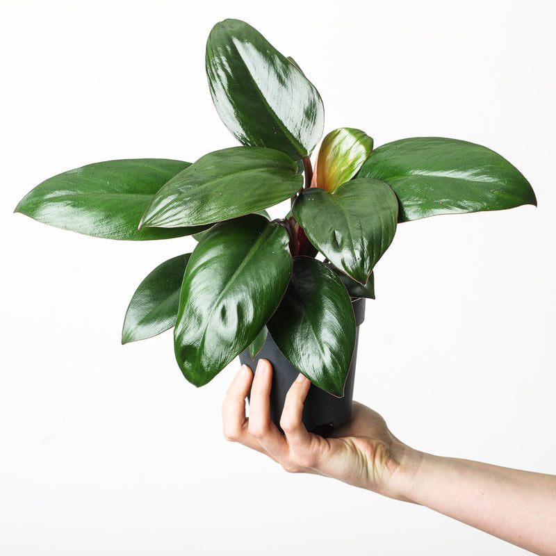 Philodendron 'Purple Congo' — 12cm