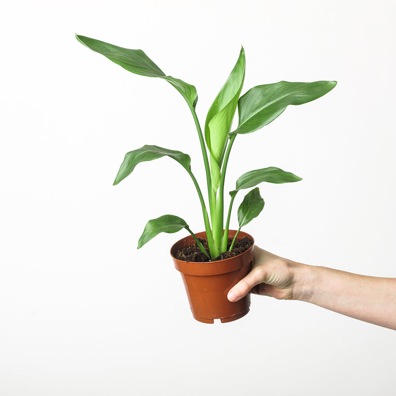 Strelitzia reginae 12cm Plants GrowTropicals