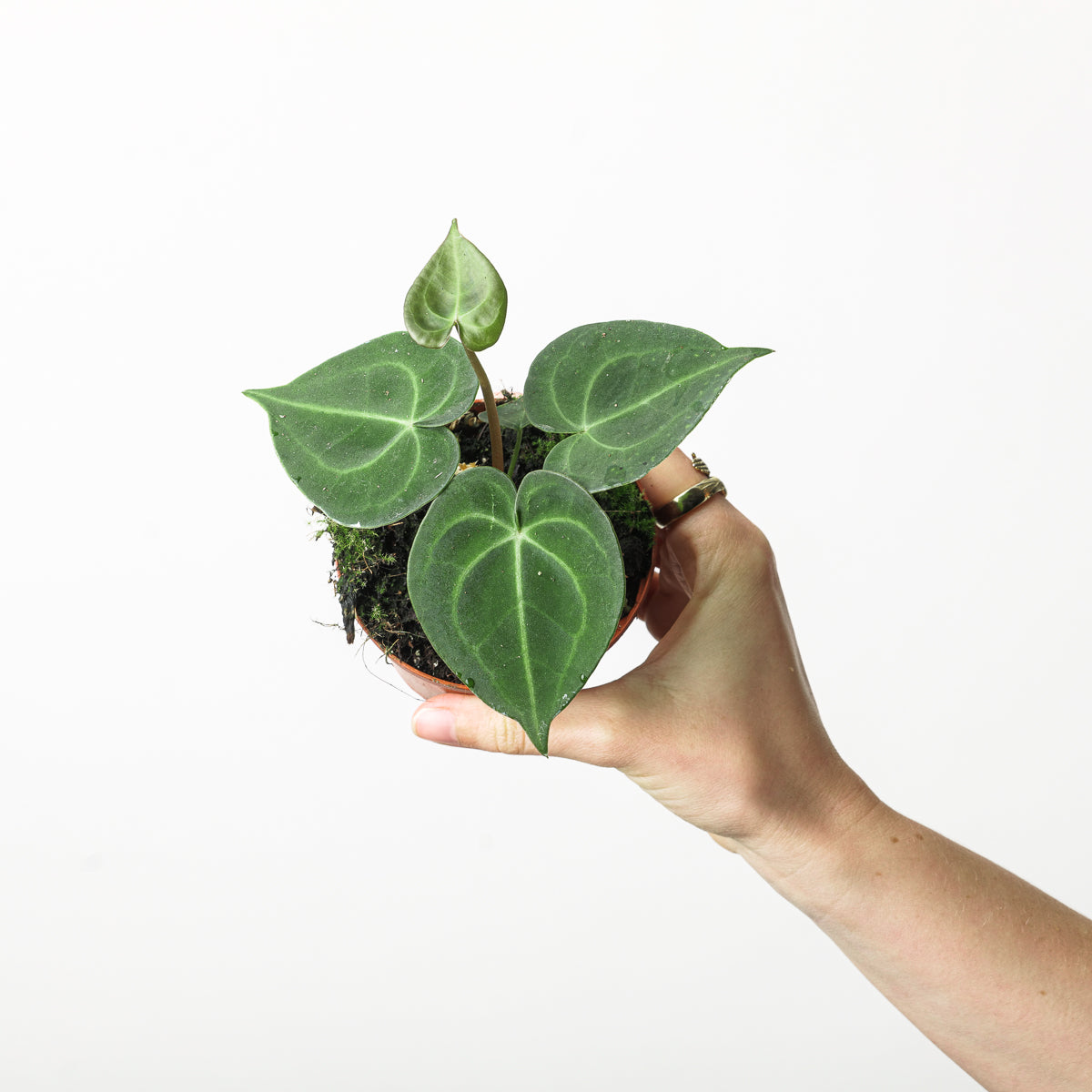 anthurium faustomirandae x clarinervium Anthurium clarinervium x | Plants