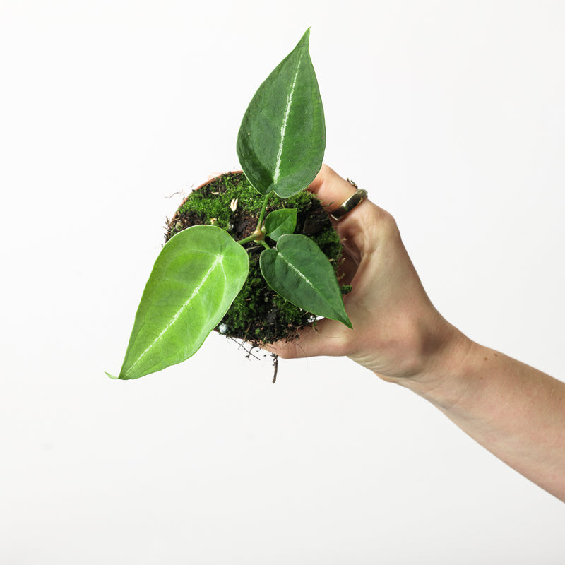 Imperfect Anthurium forgetii x nigrolaminum gigi Plants GrowTropicals