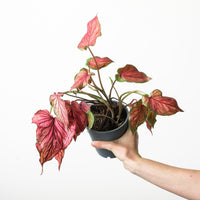 Caladium 'Red'