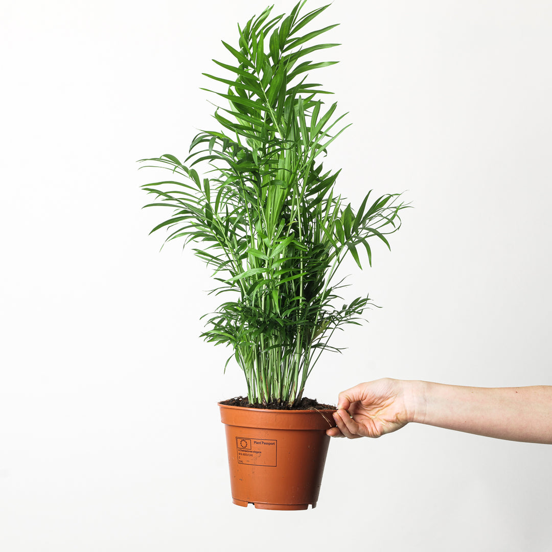 cache palm plant Chamaedorea elegans | Plants
