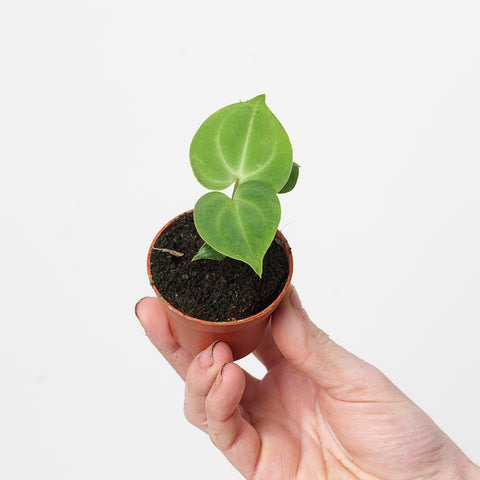 Imperfect Anthurium Clarinervium Plants GrowTropicals