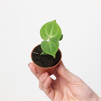 Anthurium Clarinervium