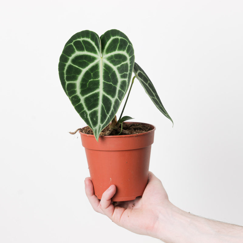Imperfect Anthurium Clarinervium — 12cm
