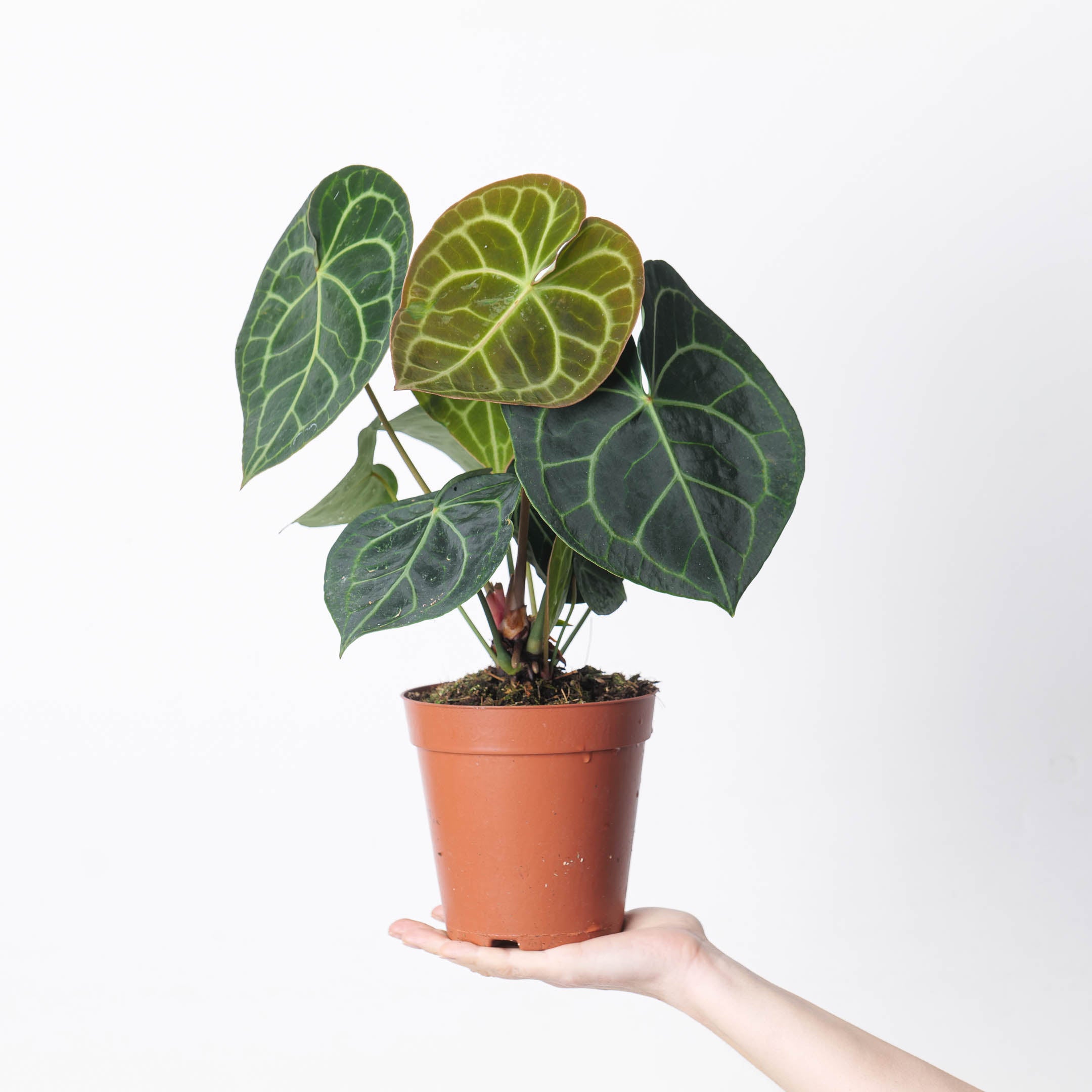 anthurium clarinervium sale uk Anthurium Clarinervium