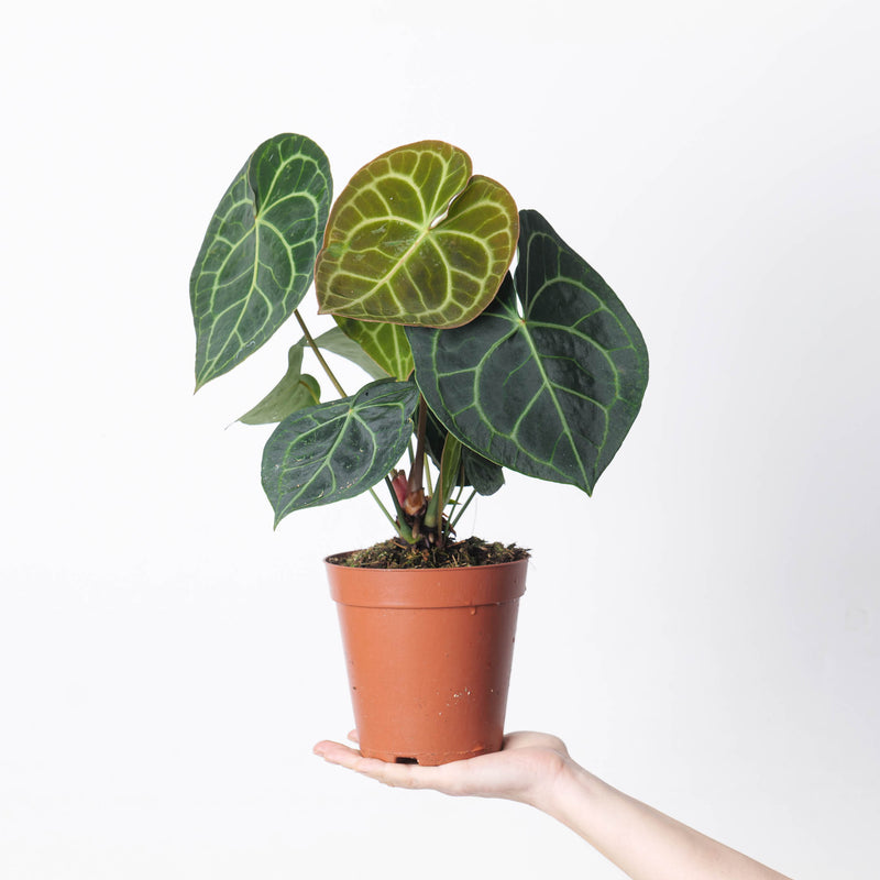 Imperfect Anthurium Clarinervium Plants GrowTropicals