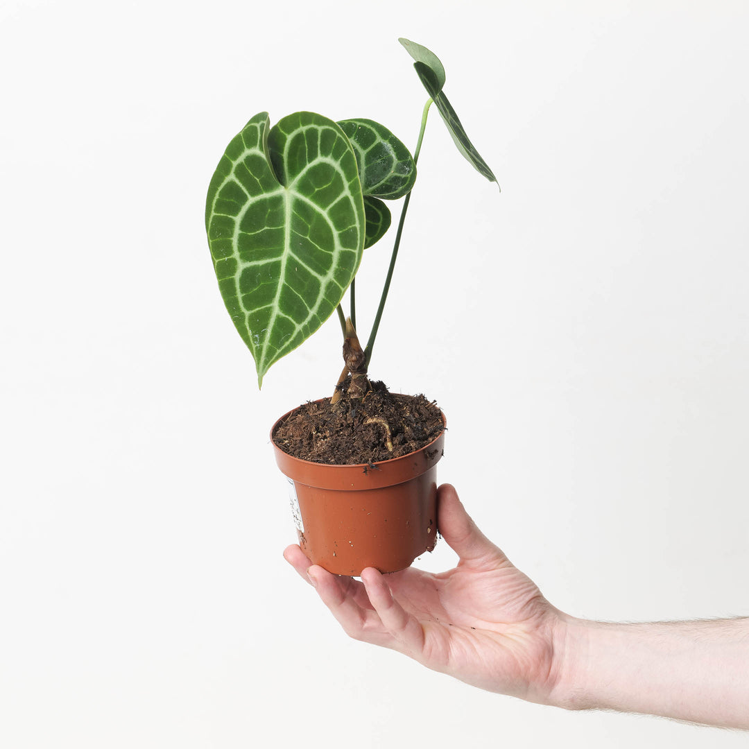 anthurium clarinervium water Anthurium Clarinervium