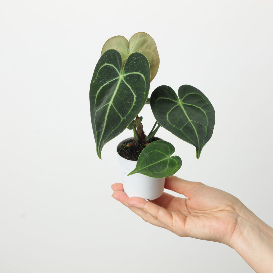 Anthurium Clarinervium - GROW TROPICALS