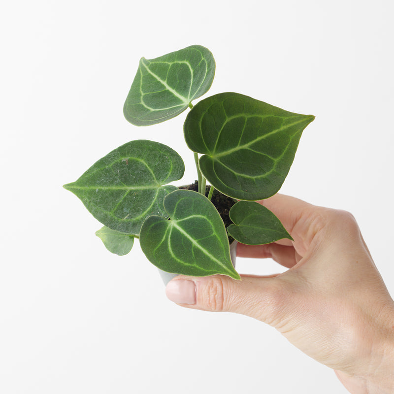 Imperfect Anthurium Clarinervium Plants GrowTropicals