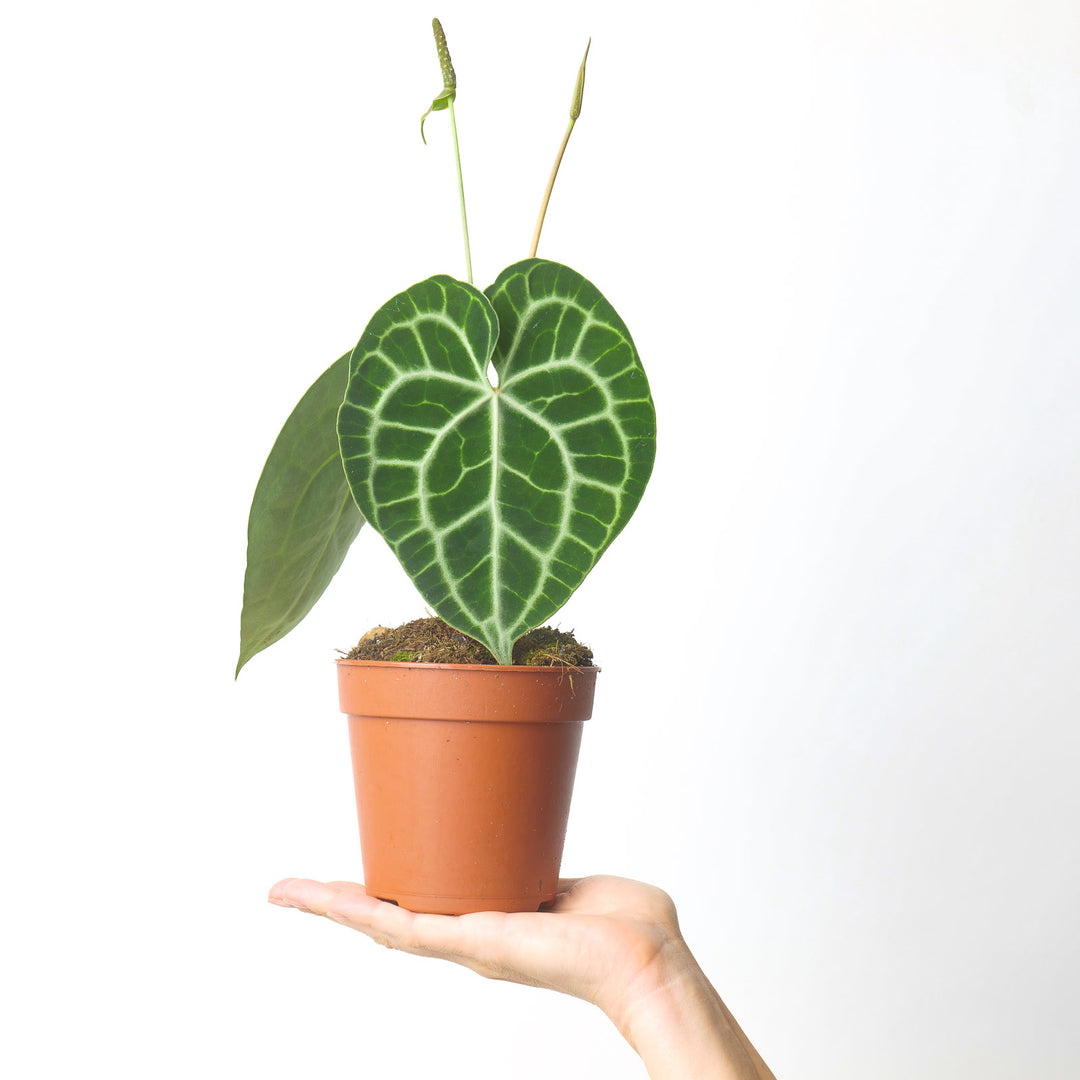 anthurium plants for sale near me Anthurium Clarinervium | Plants