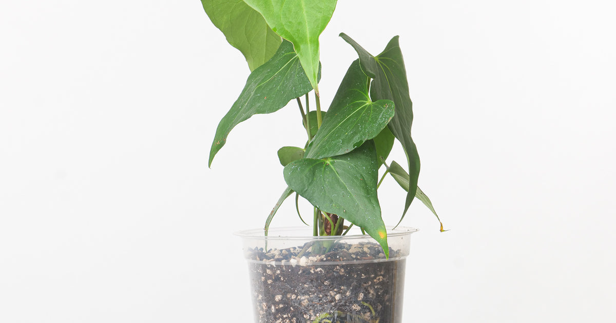 anthurium clarinervium pterodactyl Anthurium Clarinervium x Pterodactyl | Plants