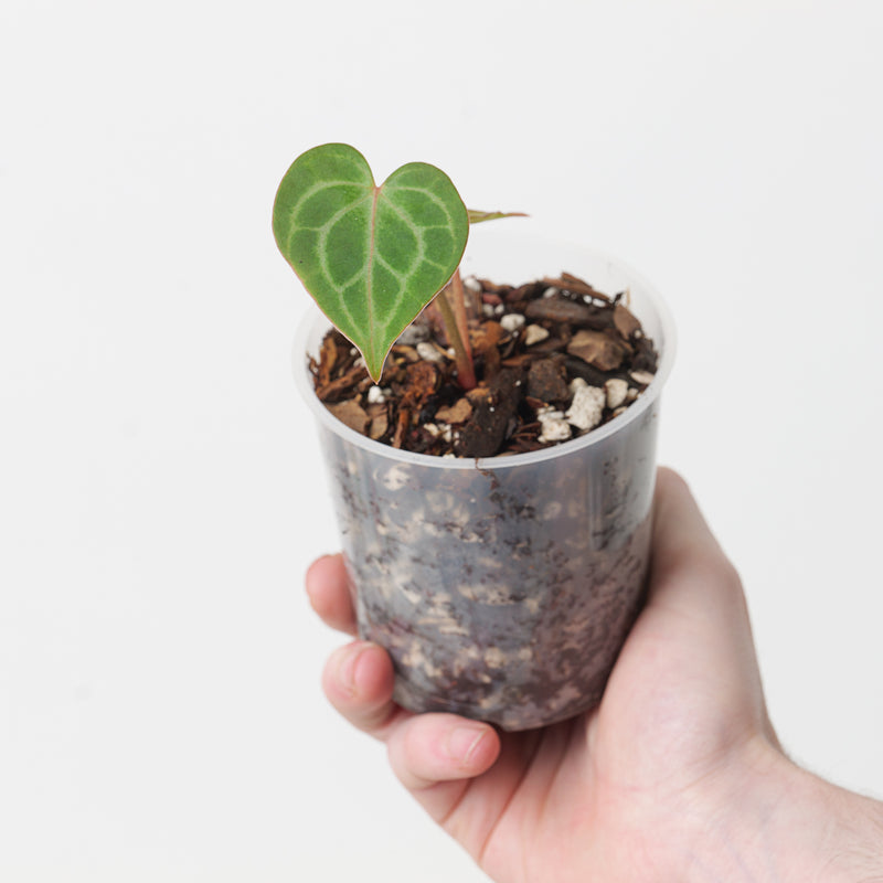 Anthurium clarinervium hybrid 'Crystal Veins' — 9cm