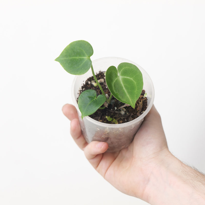 Anthurium Clarinervium 'Sulanjana' (Acclimated)