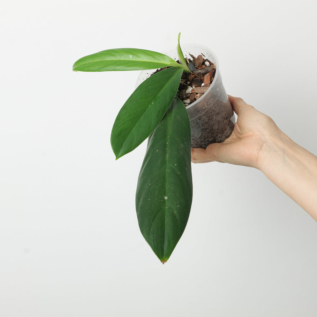 philodendron clarkei cf Philodendron clarkei cf