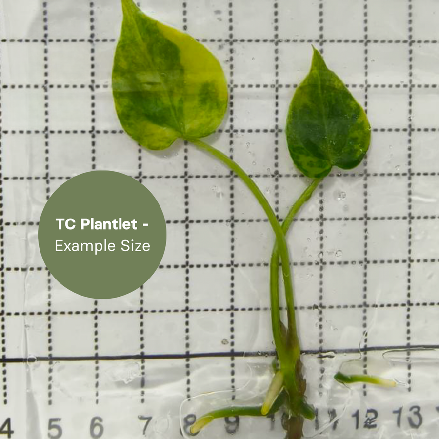 Anthurium Clarinervium Var (TC Plantlet) - Preorder Plants GrowTropicals