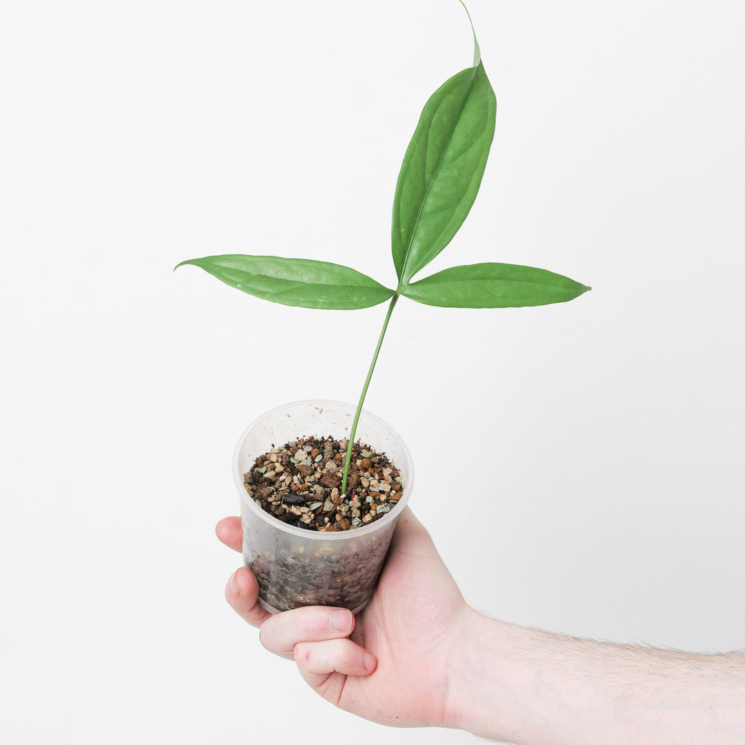 anthurium clavigerum for sale Anthurium clavigerum