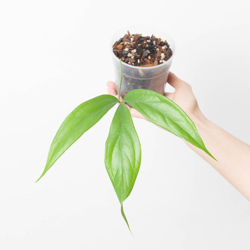 Anthurium clavigerum 12cm Plants GrowTropicals