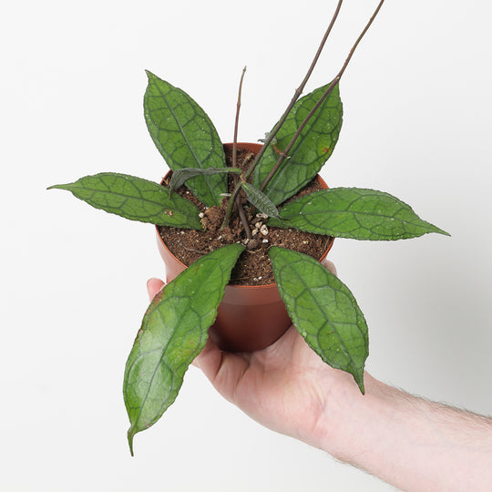 Hoya clemensiorum aff. 'Dark Red' Plants GrowTropicals