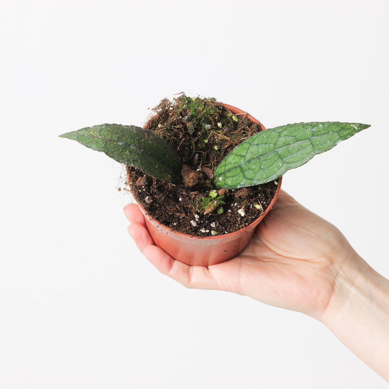 Hoya clemensiorum 'Sumatra' Plants GrowTropicals