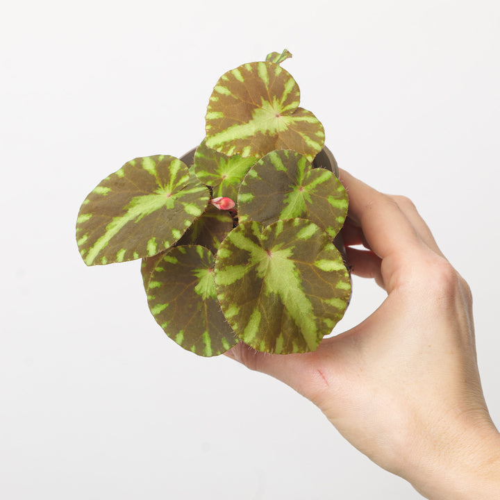Begonia Cleopatrae 10.5cm Plants GrowTropicals