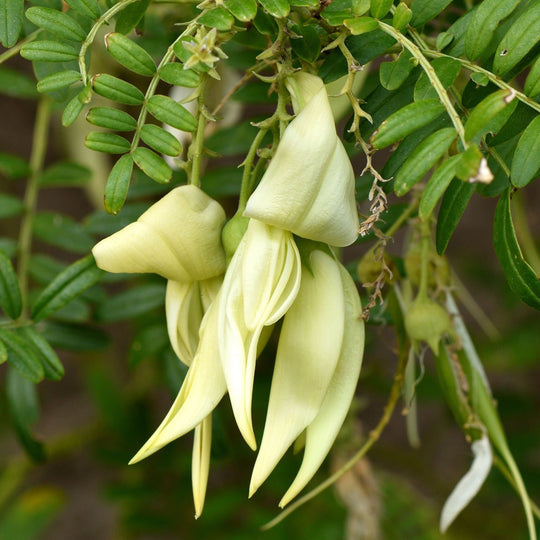 Clianthus puniceus 'White Heron' Plants - Outdoor GROW TROPICALS