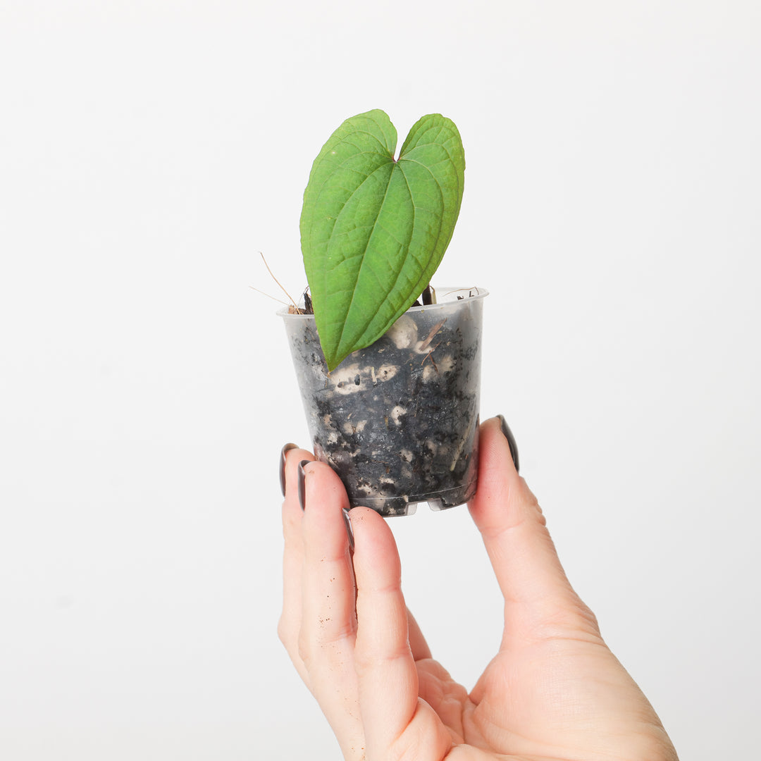 Anthurium clidemioides (Intermediate Form) - GROW TROPICALS