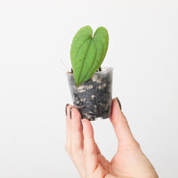 Anthurium clidemioides (Intermediate Form)