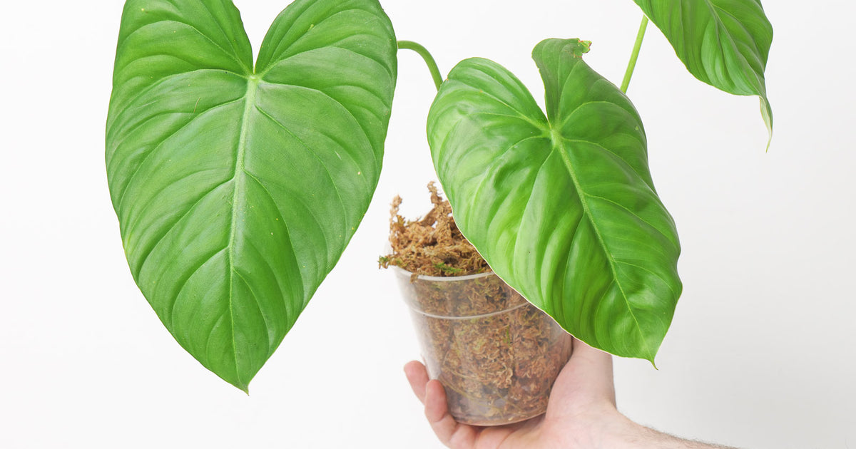 pasta philodendron Philodendron cf. pastazanum 'Climbing form' | Plants