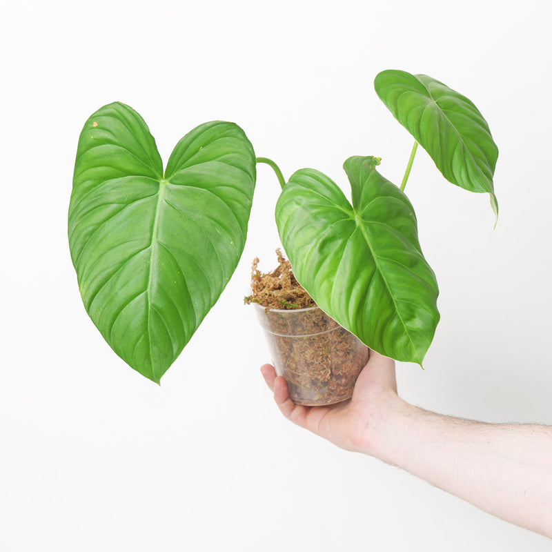 Philodendron cf. pastazanum 'Climbing form' Plants GrowTropicals
